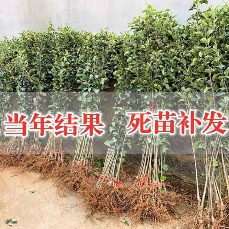 嫁接苹果树苗特大红富士苹果苗南方北方种植当年果