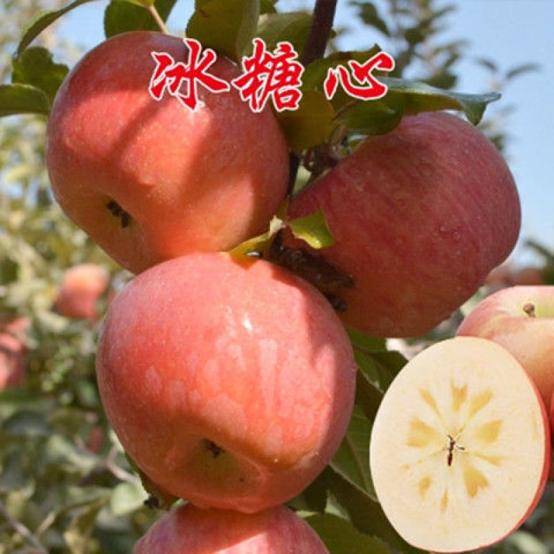 嫁接苹果树苗特大红富士苹果苗南方北方种植当年果