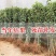 嫁接苹果树苗特大红富士苹果苗南方北方种植当年果