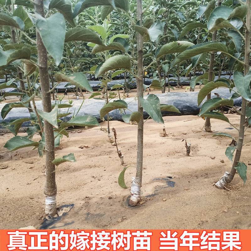 嫁接苹果树苗特大红富士苹果苗南方北方种植当年果