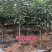 嫁接苹果树苗特大红富士苹果苗南方北方种植当年果