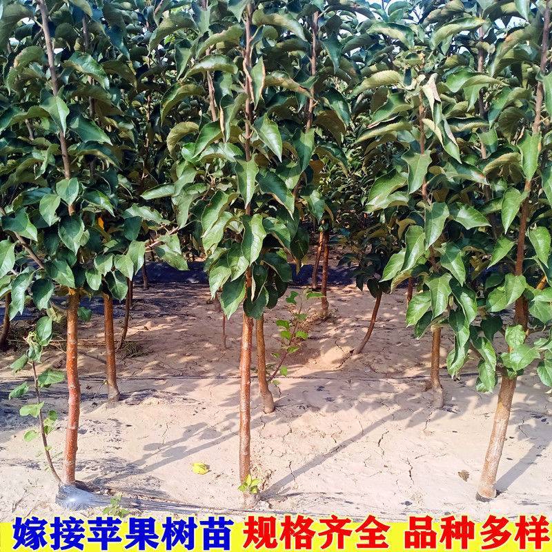 嫁接苹果树苗特大红富士苹果苗南方北方种植当年果