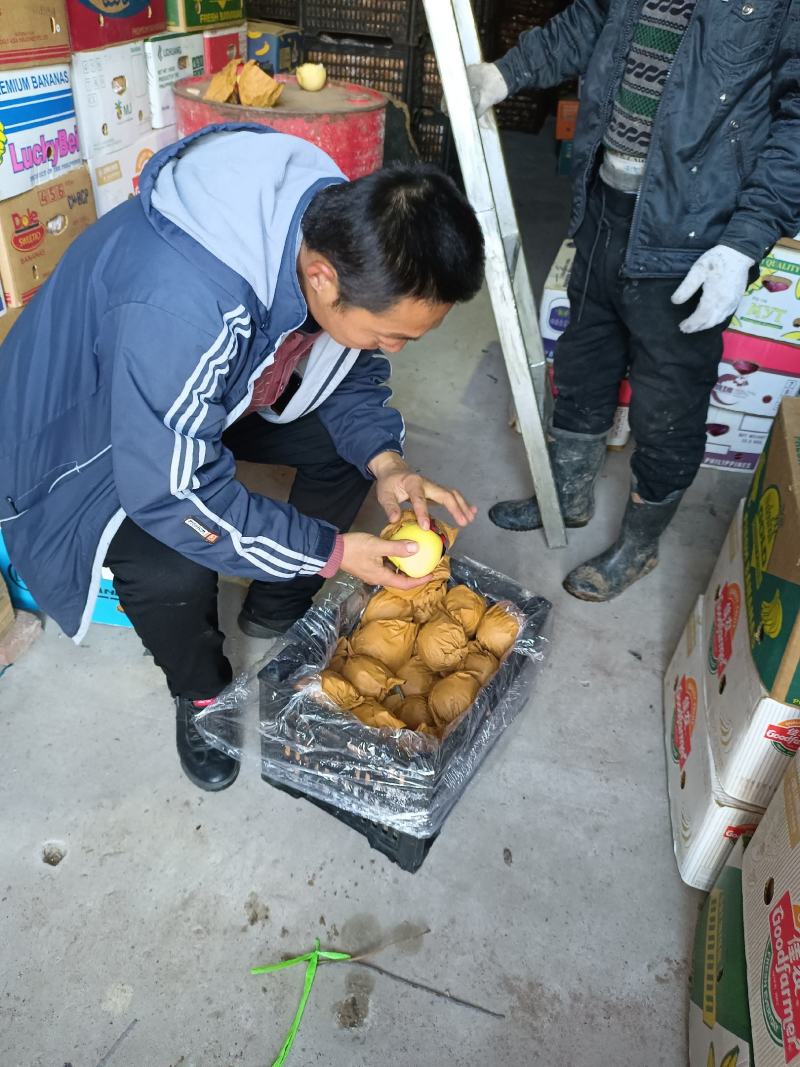 黄元帅苹果皮薄脆甜，产地货源充足，需要的客户可以联系我