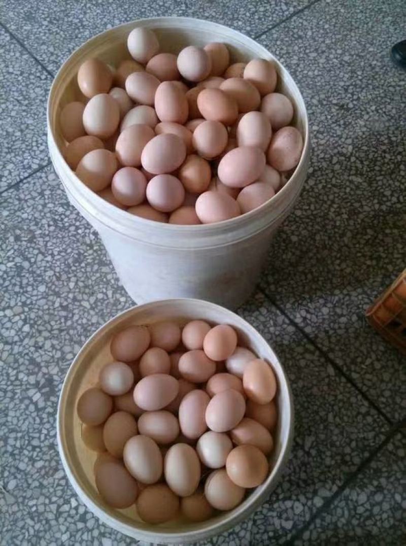 精品双色土鸡蛋新杨黑粉八蒸煮金黄色自产自销长期稳定