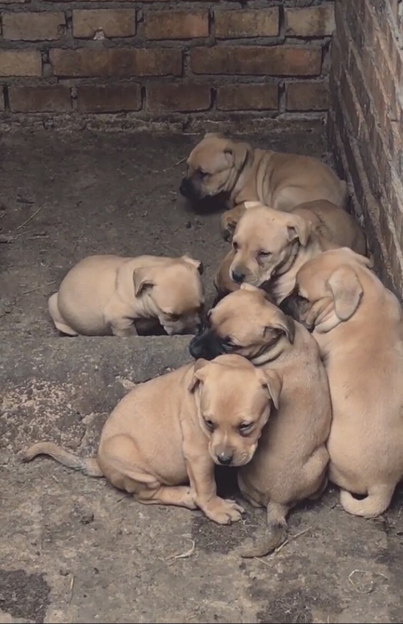 比特犬，精品比特犬，咬口好，送狗粮，送狗笼，全国发货