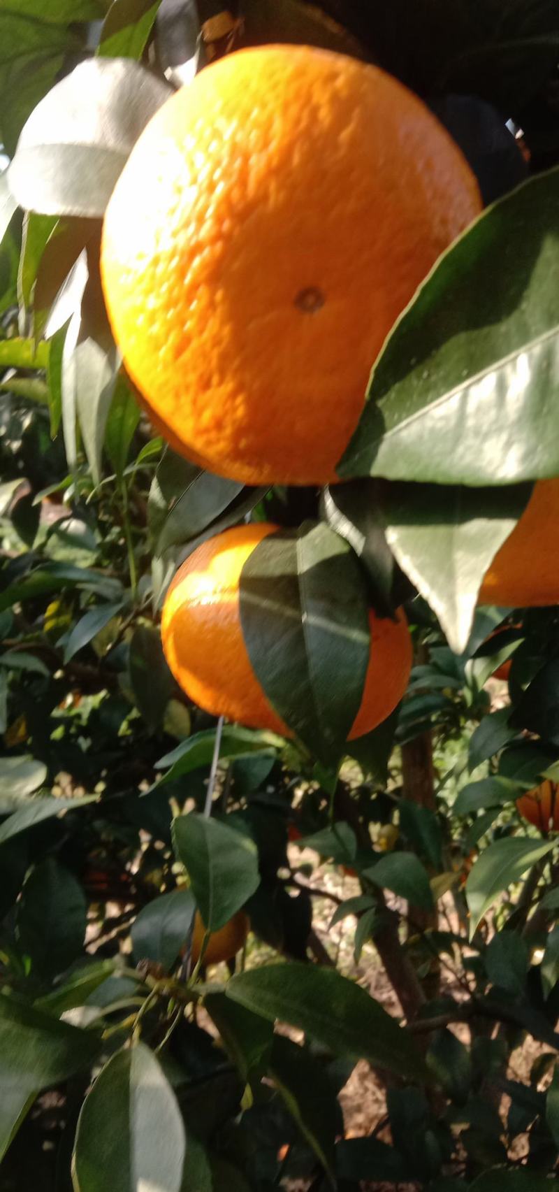 广西南宁青秀区沃柑