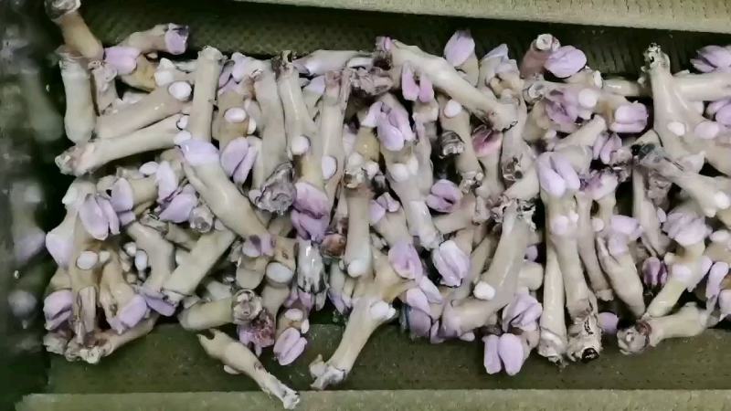 火烧羊蹄，干净，新鲜，常年批发，货源充足稳定，支持视频看