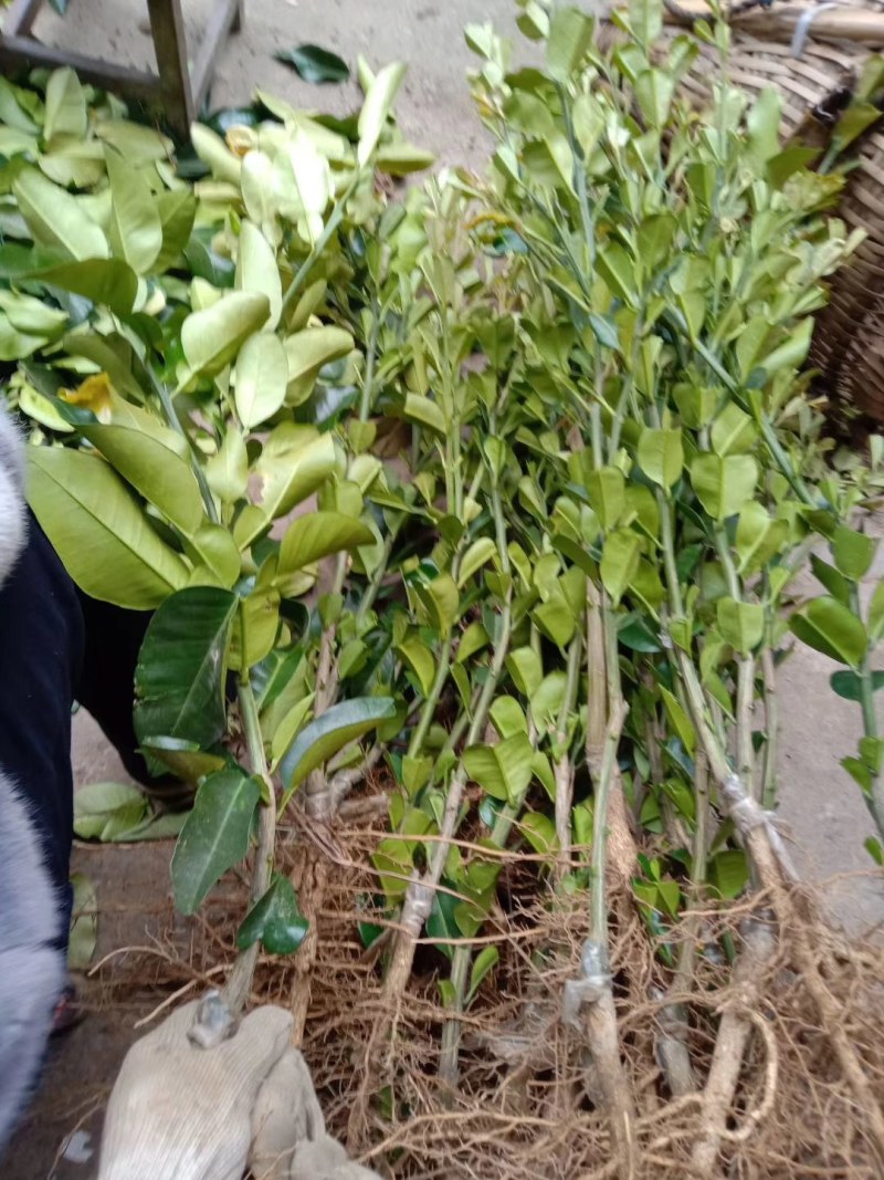 白柚嫁接苗，柚果形大，产量高，全场包邮