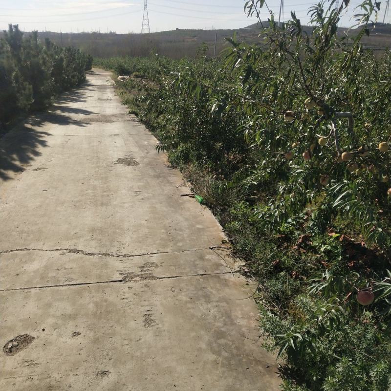 山东潍坊现有桃园80亩对外承包转让，位置佳需要的联系