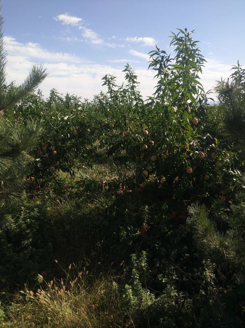 山东潍坊现有桃园80亩对外承包转让，位置佳需要的联系