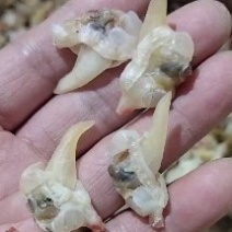 花蛤肉干！干度好无沙1箱20斤多种规格一手货源！无差价