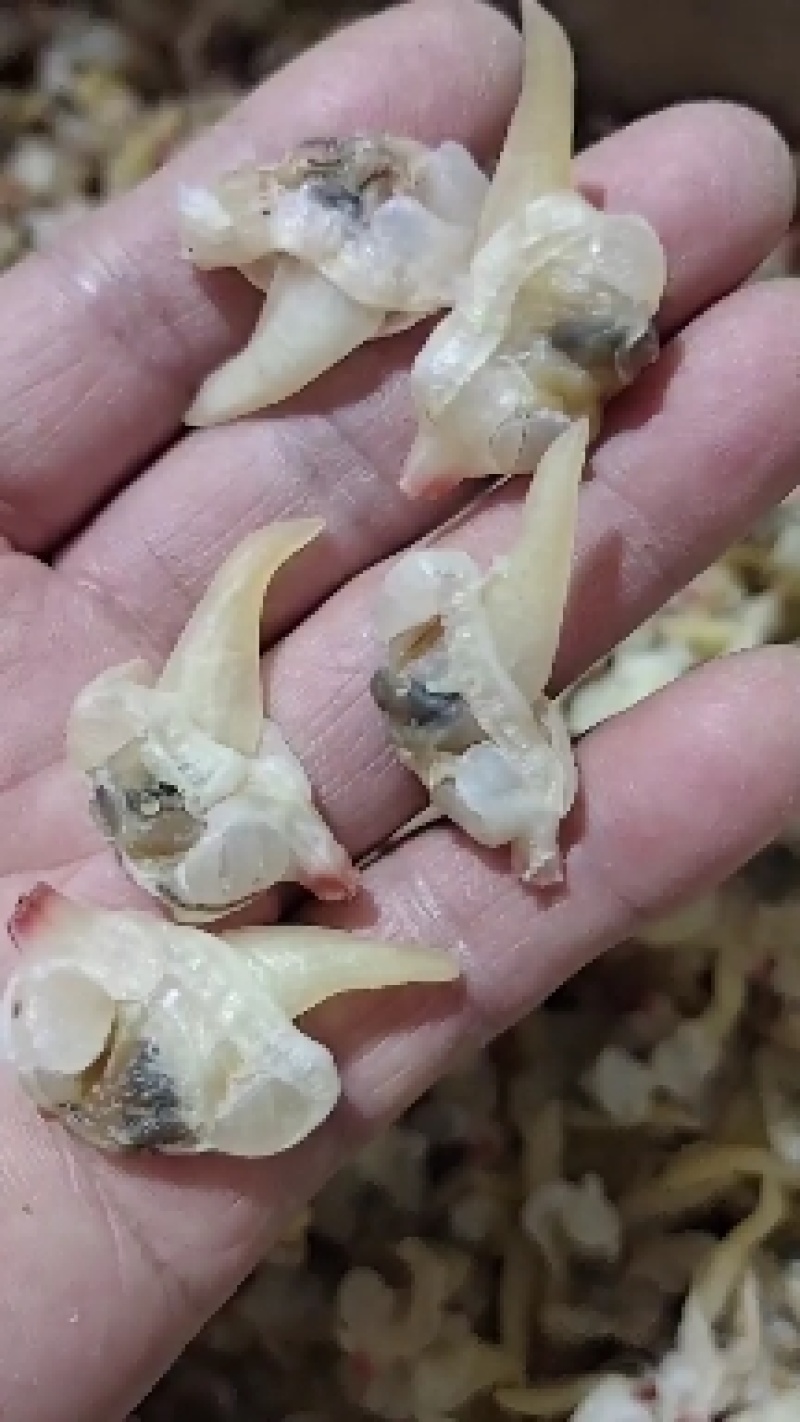 花蛤肉干！干度好无沙1箱20斤多种规格一手货源！无差价