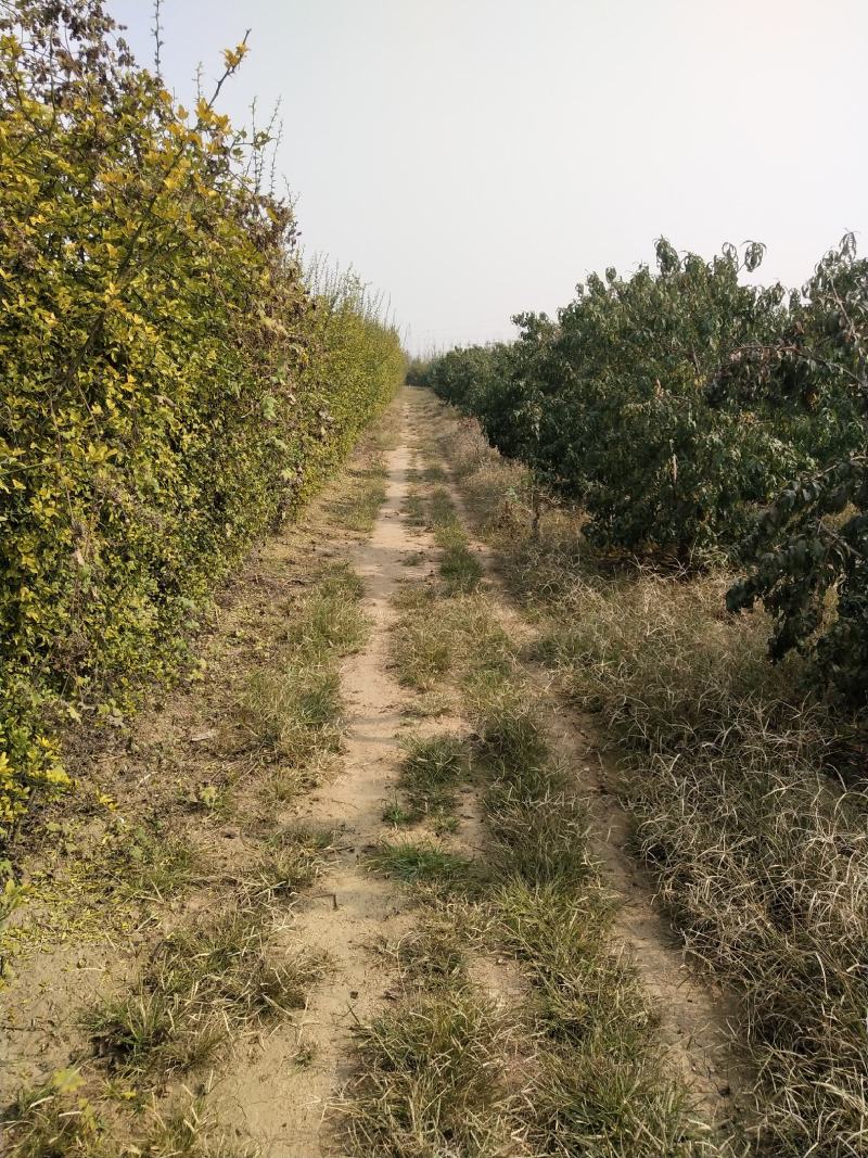 土地山东潍坊现有桃园对外承包转让位置佳设施全接手就能盈利