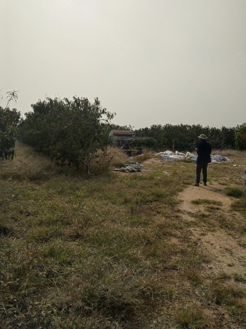 土地山东潍坊现有桃园对外承包转让位置佳设施全接手就能盈利