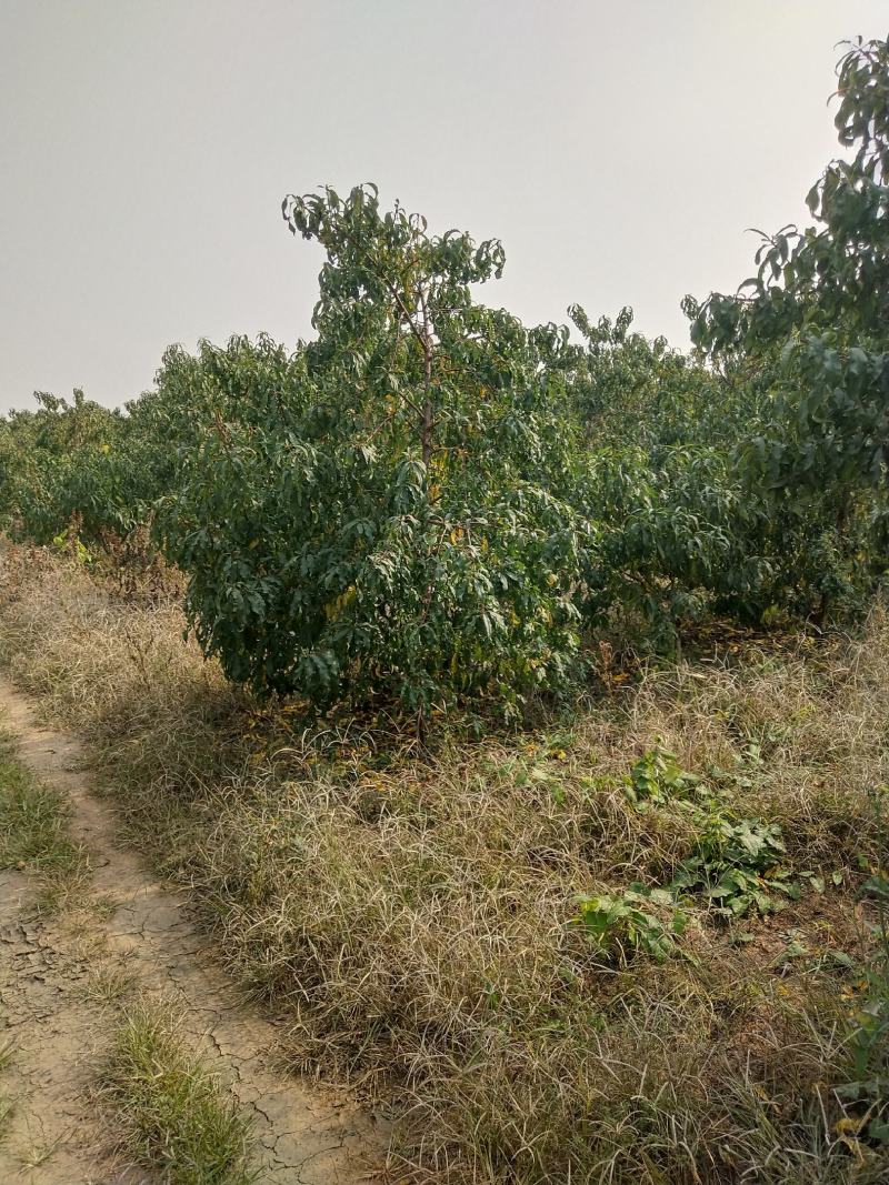 土地山东潍坊现有桃园对外承包转让位置佳设施全接手就能盈利