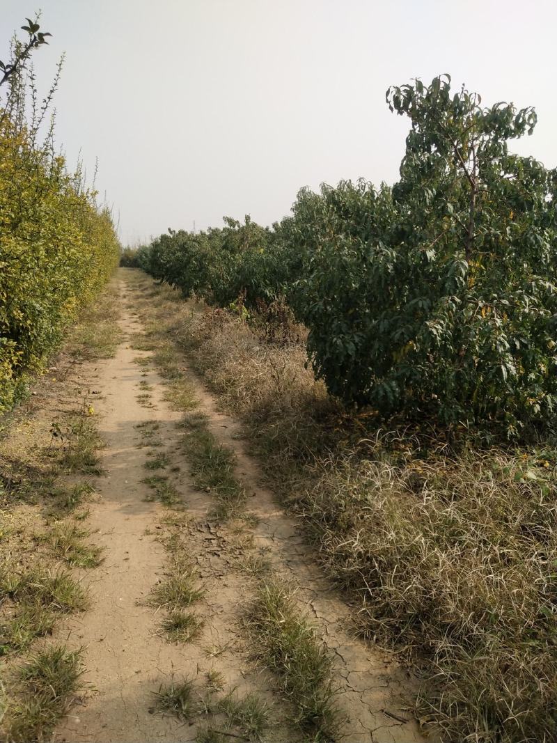 土地山东潍坊现有桃园对外承包转让位置佳设施全接手就能盈利
