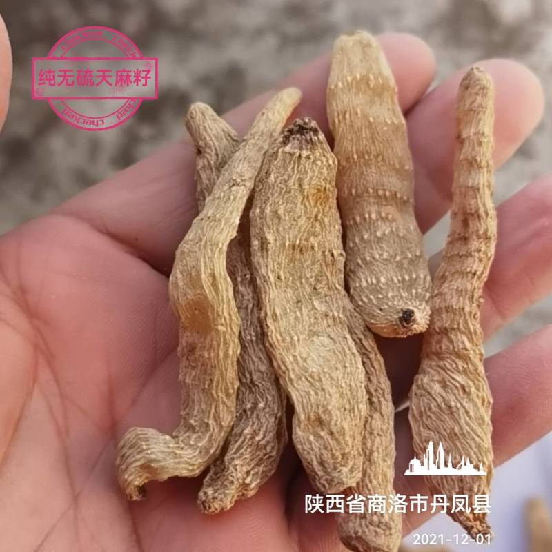 【产地批发】无硫小天麻，短支甜味，合作社自产自销，质优价