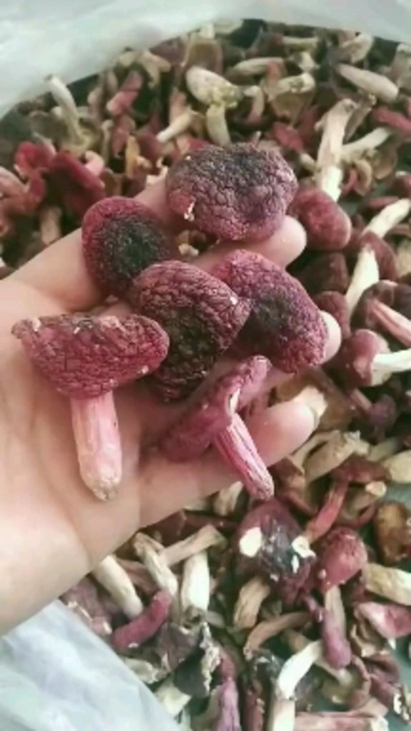 一斤批发红菇原产地野生红菇干货红蘑菇红椎菌紫红菇包邮
