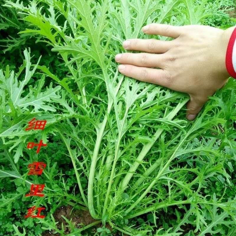 雪里蕻种子细叶秋冬播蔬菜芥菜雪菜咸菜梅干菜雪菜孑排菜四季