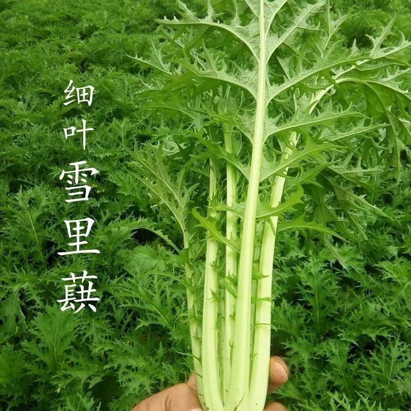 雪里蕻种子细叶秋冬播蔬菜芥菜雪菜咸菜梅干菜雪菜孑排菜四季