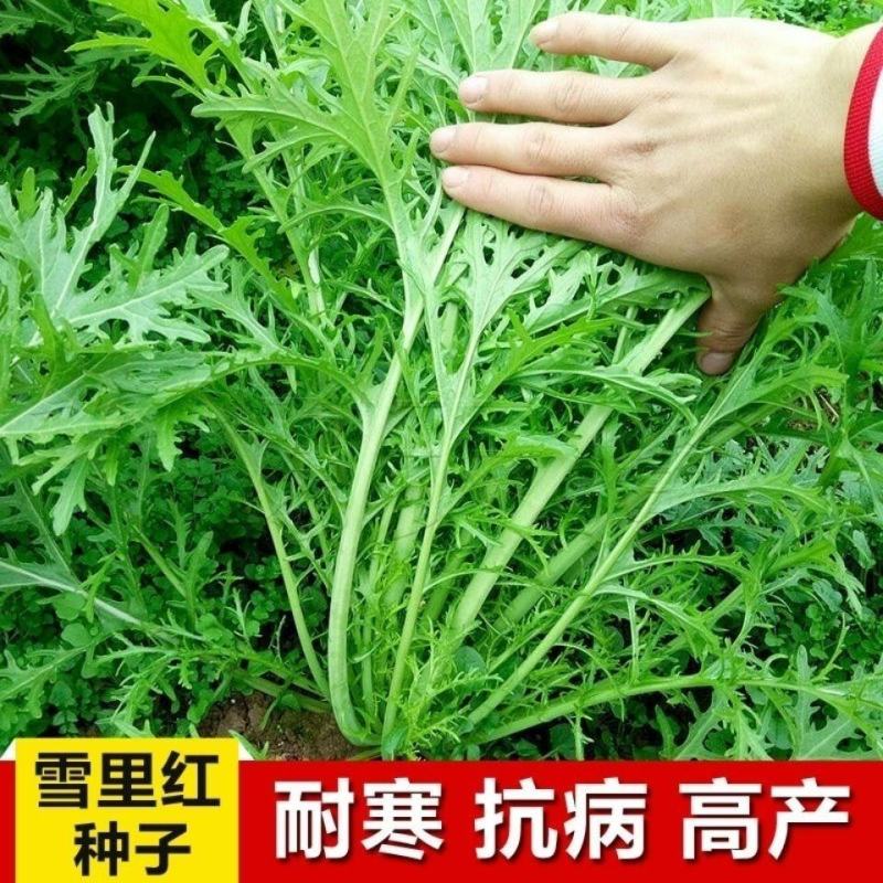 雪里蕻种子细叶秋冬播蔬菜芥菜雪菜咸菜梅干菜雪菜孑排菜四季