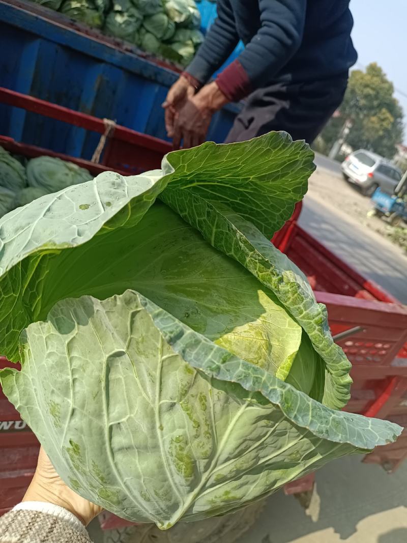 圆包菜，品质好，货源充足价格美丽诚信经营欢迎采