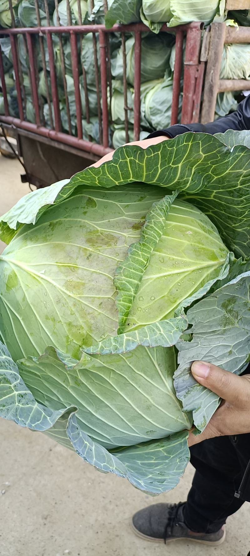 圆包菜，品质好，货源充足价格美丽诚信经营欢迎采
