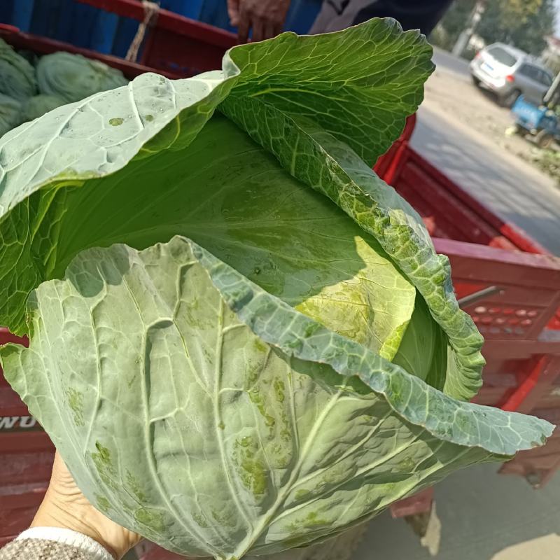 圆包菜，品质好，货源充足价格美丽诚信经营欢迎采