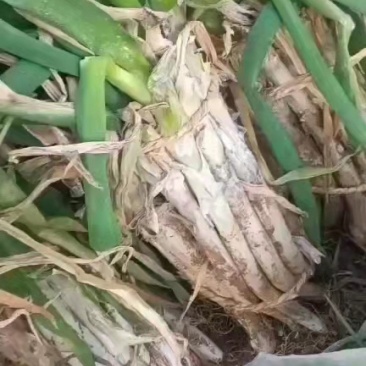 长白大葱，大葱