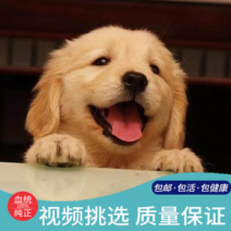 精品金毛犬，拉布拉多犬，宠物犬，小体送笼子全国