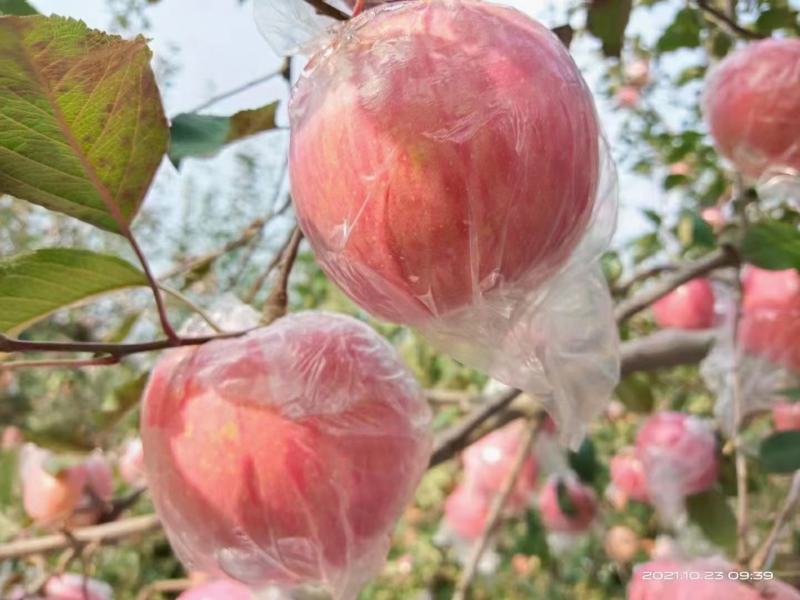 大量供应山西万荣，临猗坡上红富士苹果