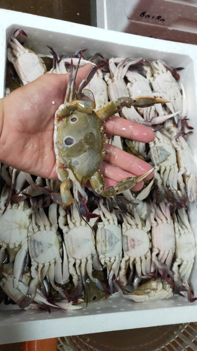 三点蟹60-80克一只规格，蟹肉饱满，厂家直销