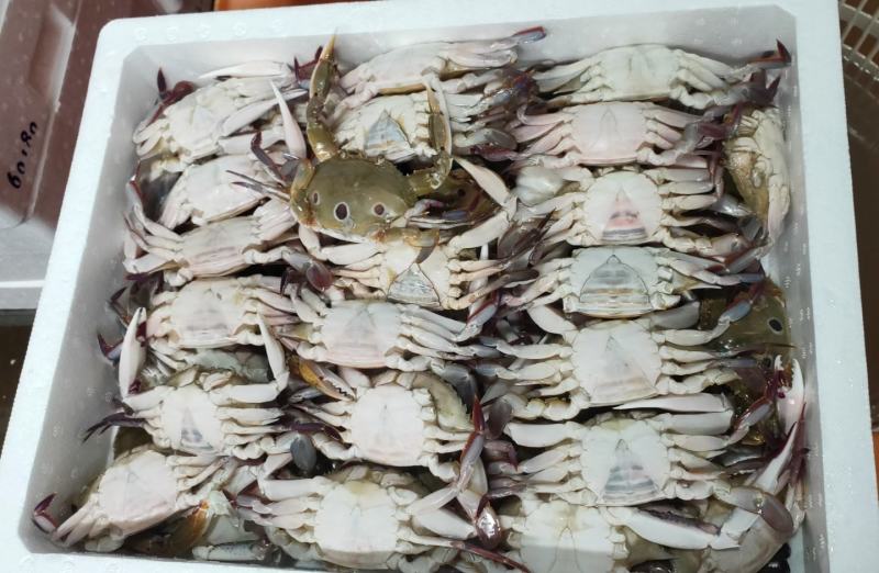 三点蟹60-80克一只规格，蟹肉饱满，厂家直销