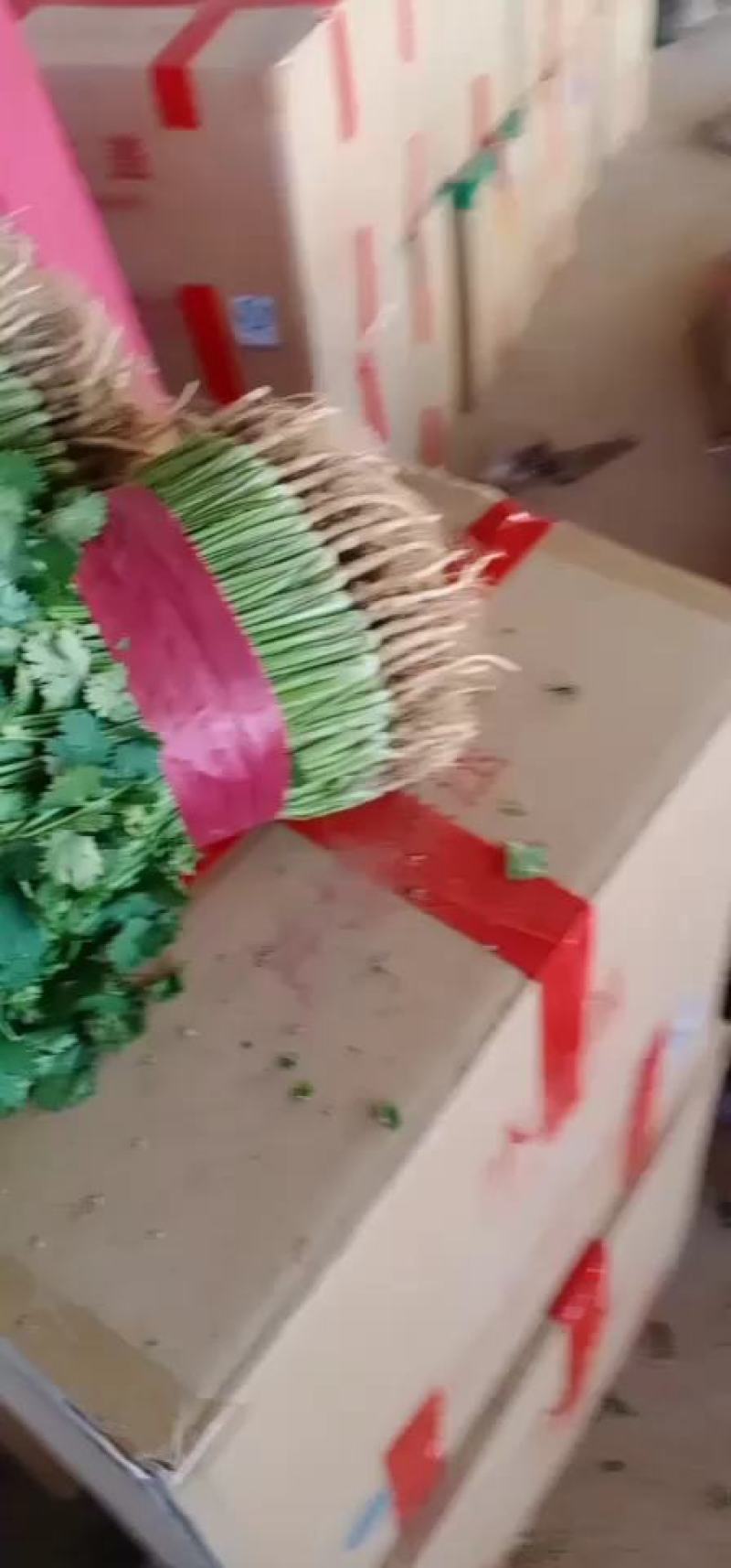 河南滑县，香菜大叶香菜，产地一手货源，保证质量，