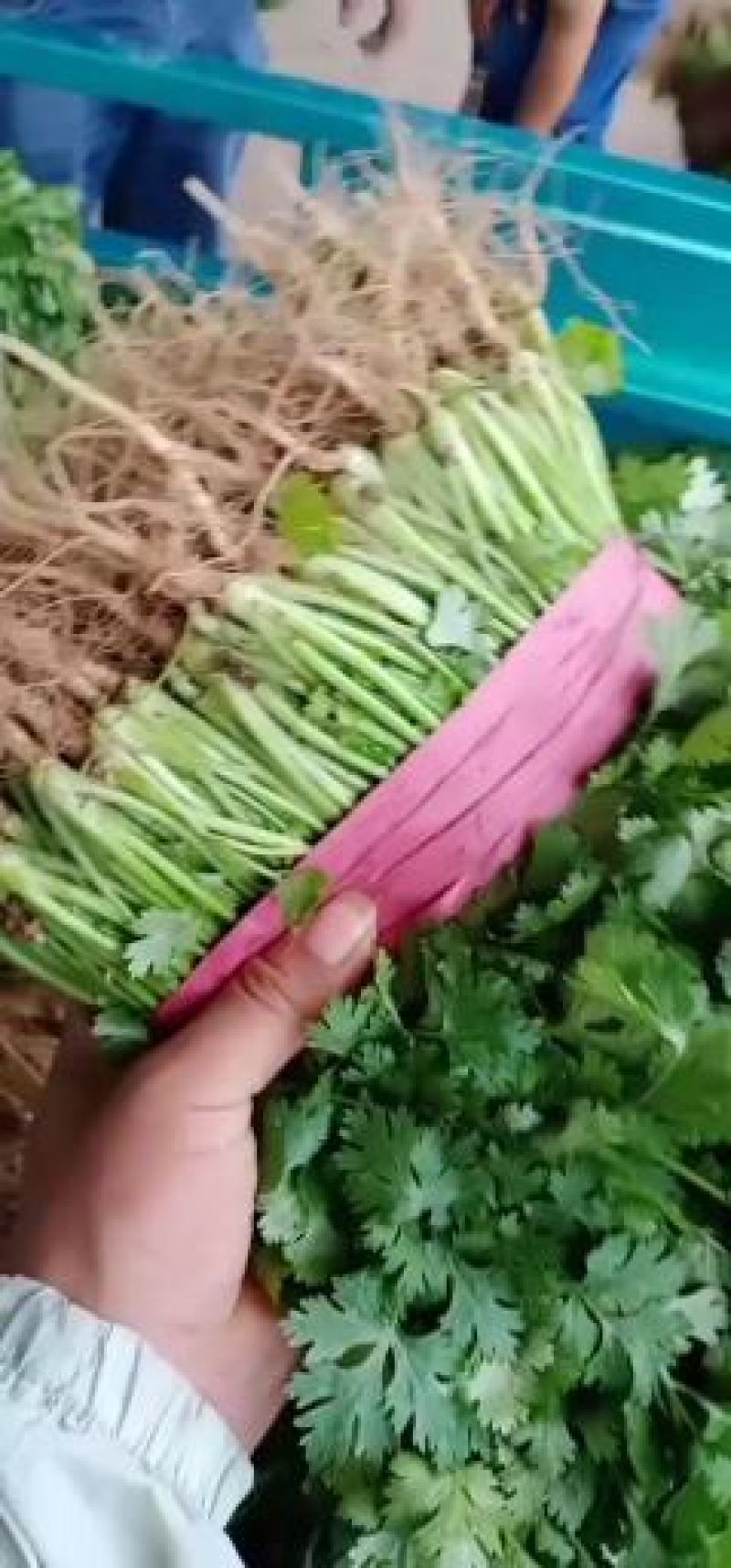河南滑县，香菜大叶香菜，产地一手货源，保证质量，