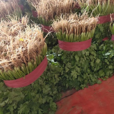 河南滑县，香菜大叶香菜，产地一手货源，保证质量，