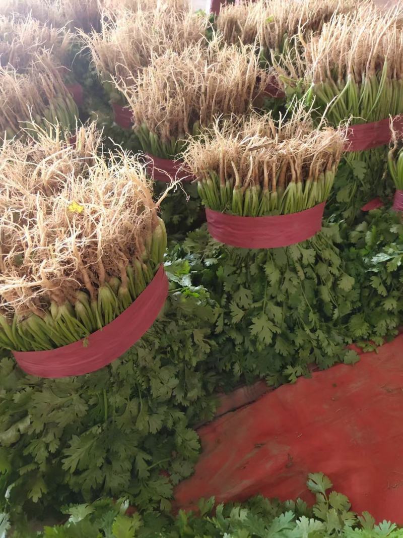 河南滑县，香菜大叶香菜，产地一手货源，保证质量，