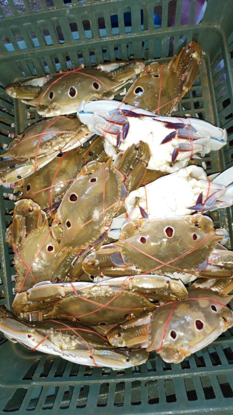 80-100克，冻三点蟹蟹肉饱满新鲜美味冻厂直批