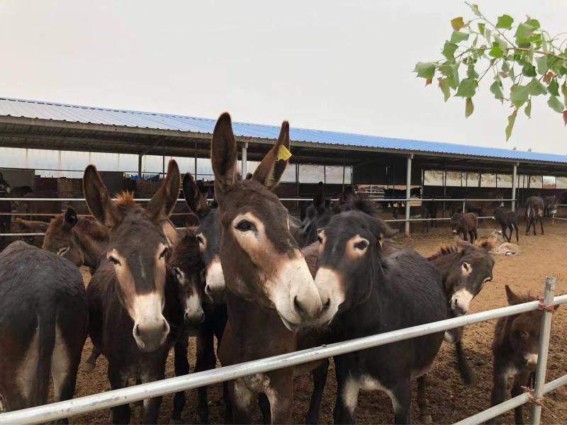 毛驴德州驴活驴肉驴苗自繁自养价格便宜免费送货