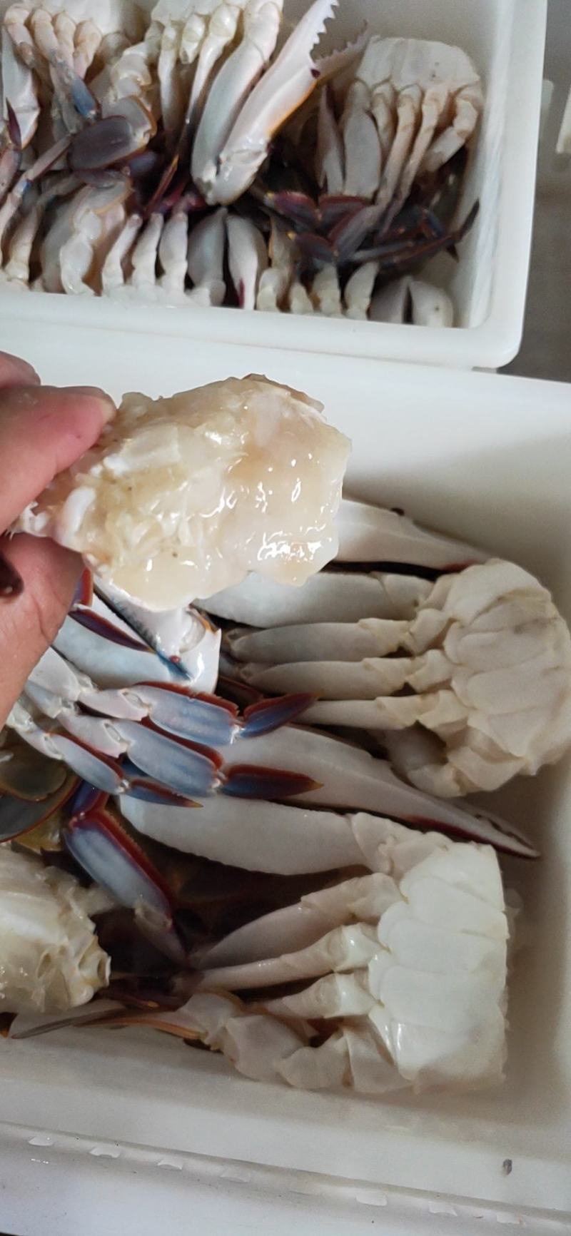 80-100克，冻三点蟹蟹肉饱满新鲜美味冻厂直批