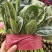 菠菜大量上市