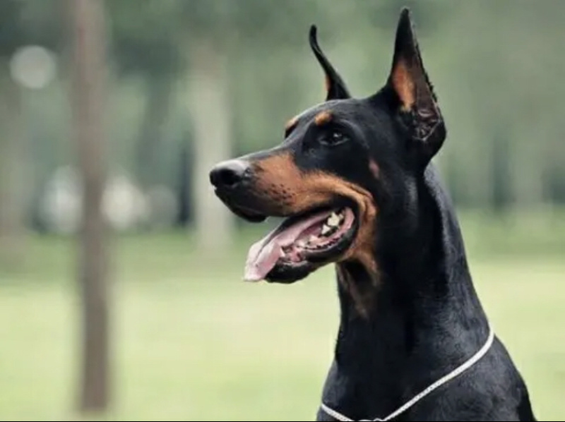 杜高犬，狩猎犬，杜高，送狗笼，狗粮，全国包邮