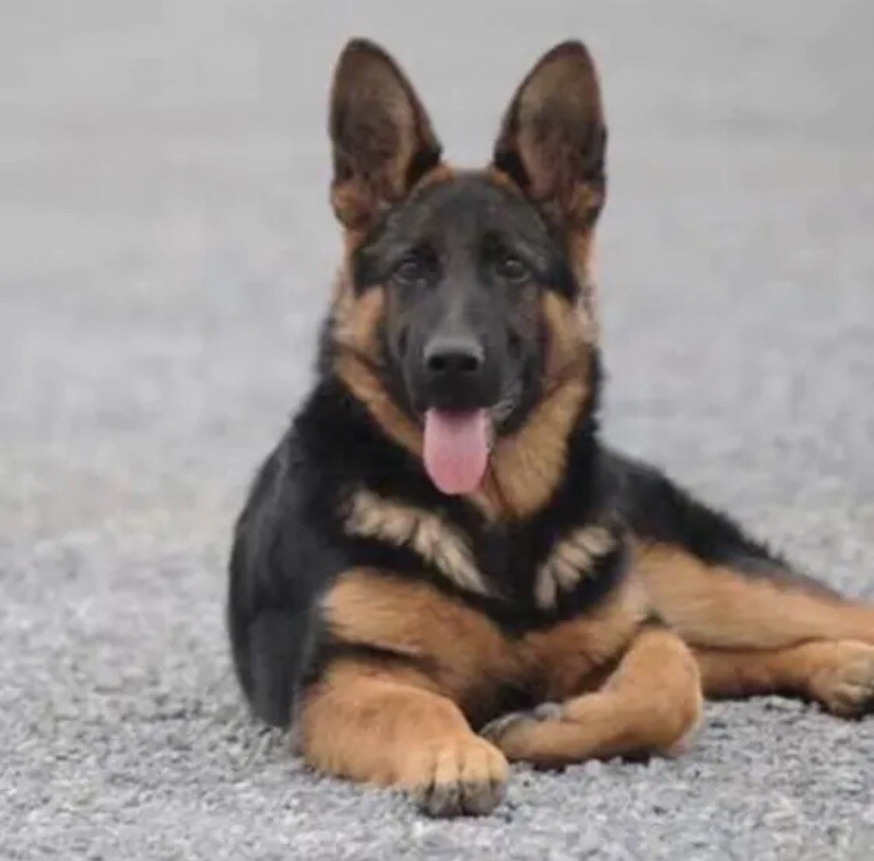 杜高犬，狩猎犬，杜高，送狗笼，狗粮，全国包邮