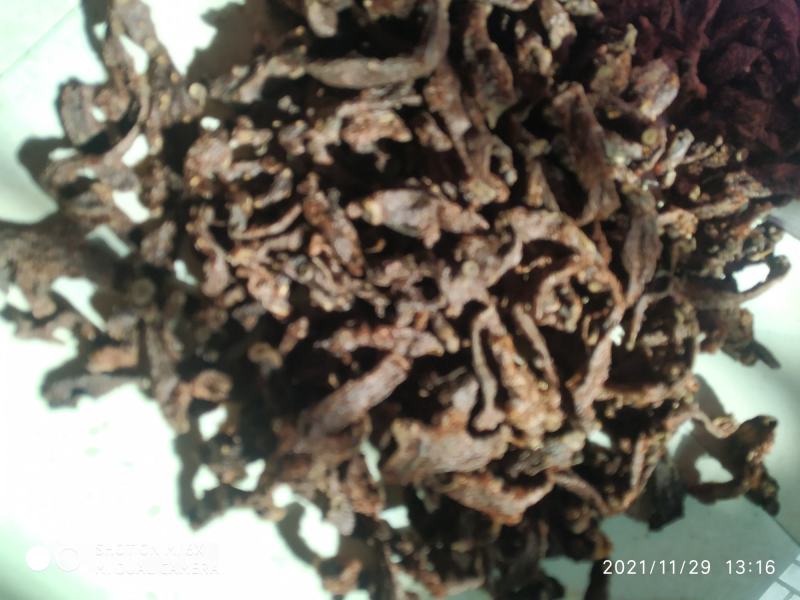 广东省粤北地区天然野生骨碎补