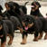 大型巨犬，高加索，卡斯罗，中亚，罗威纳，黑狼，德牧，猎犬