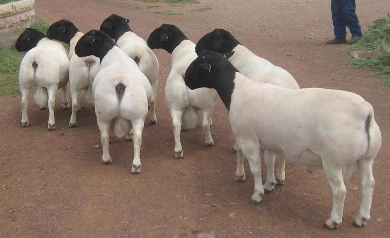 杜泊羊，纯种杜泊羊，黑头杜泊羊，杜泊种公羊，怀孕杜泊羊。
