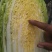云南精品黄心娃娃菜，大白菜大量上市，产地直发，无虫无烂心