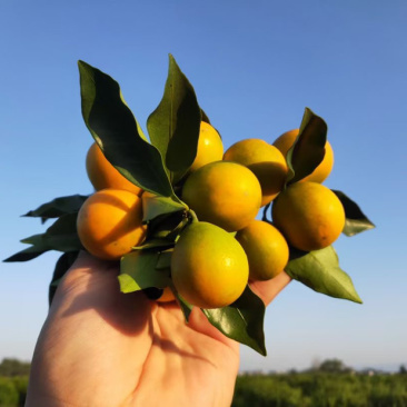 广西脆皮金桔🍊，绿叶下的绿叶下的小精灵。美味