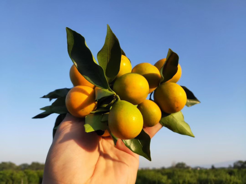 广西脆皮金桔🍊，绿叶下的绿叶下的小精灵。美味