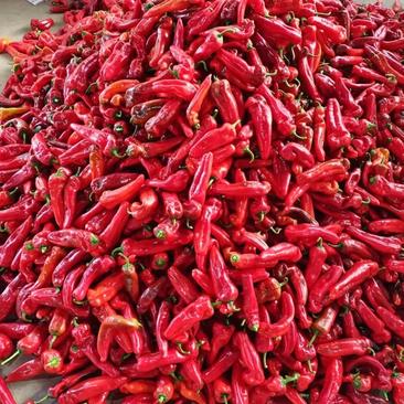 鲜辣椒安徽精品红椒大量上市产地直发一手货源，大量出货中